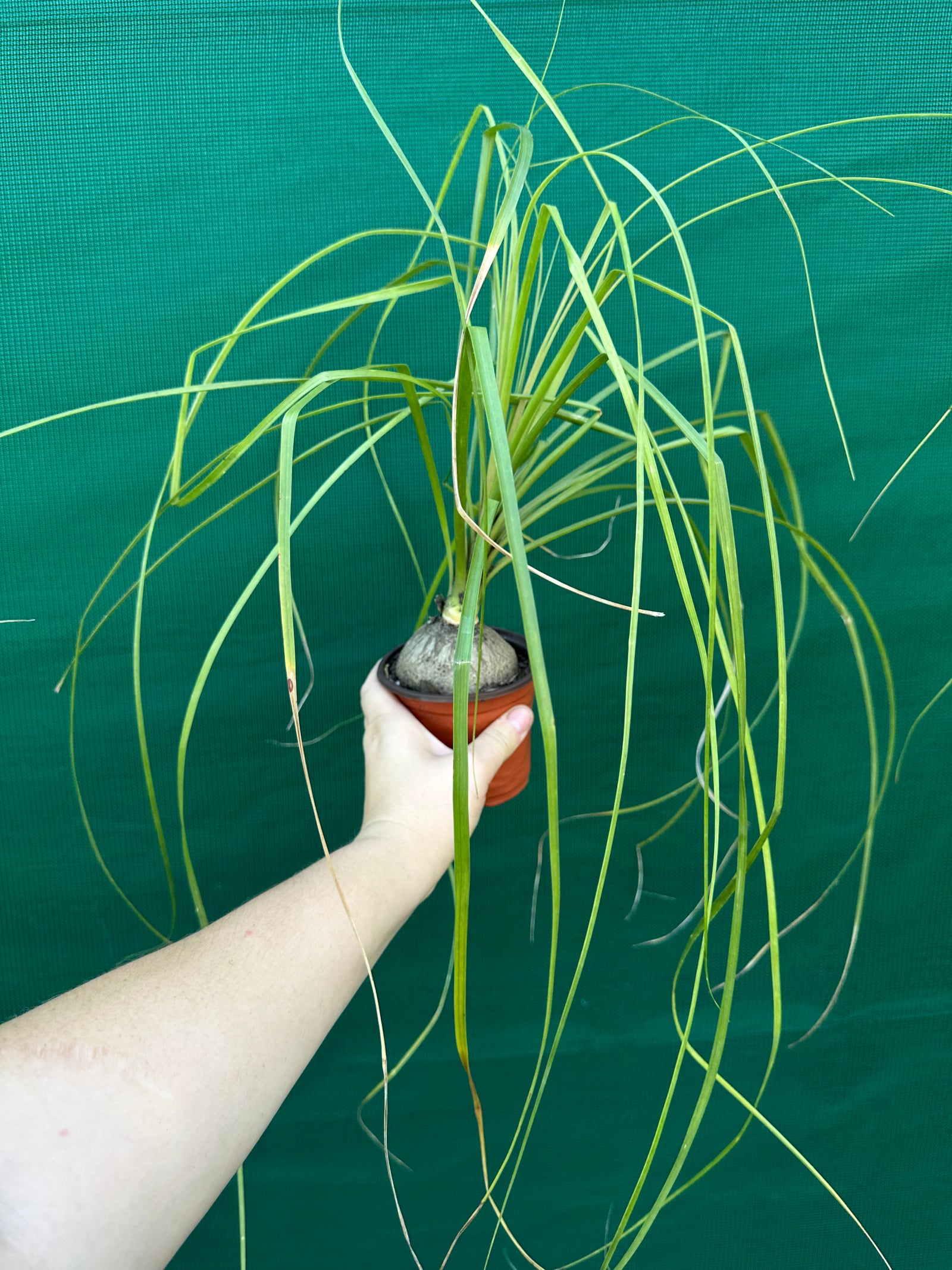Pony Tail Palm