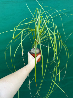 Pony Tail Palm