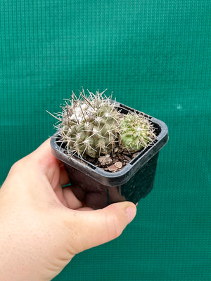 Neochilenia heinricheana x floccosa