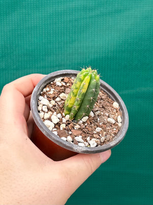 Trichocereus peruvianus varigata