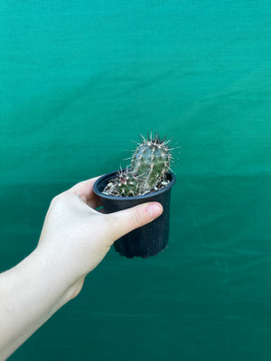 Echinocereus russanthus x davisii