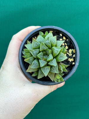 Haworthia heidelbergensis