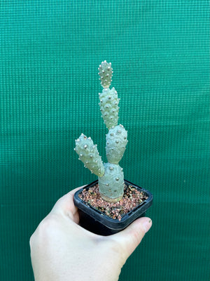 Tephrocactus Articulatus