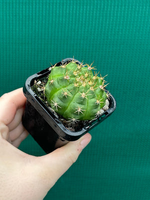Gymnocalycium anisitsii ssp. damsii