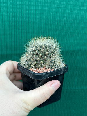 Rebutia aureiflora