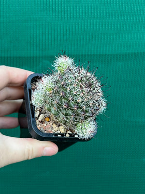 Mammillaria beneckii
