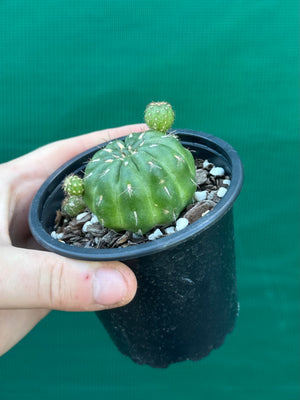 Matucana polzii