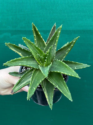 Aloe ‘Gold Tooth’