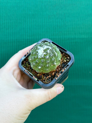 Copiapoa hypogea