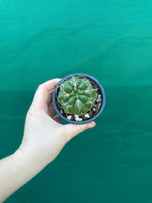 Gymnocalycium monvillei