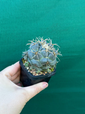 Coryphantha elephantidens