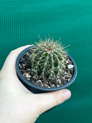 Carnegiea gigantea