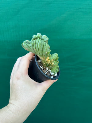 Trichocereus bridgesii crest