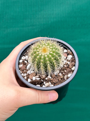 Parodia warasii