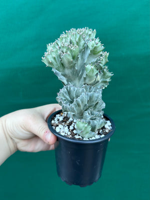 Crested Euphorbia lactea cristata