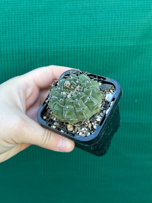 Gymnocalycium pseudoragonesii