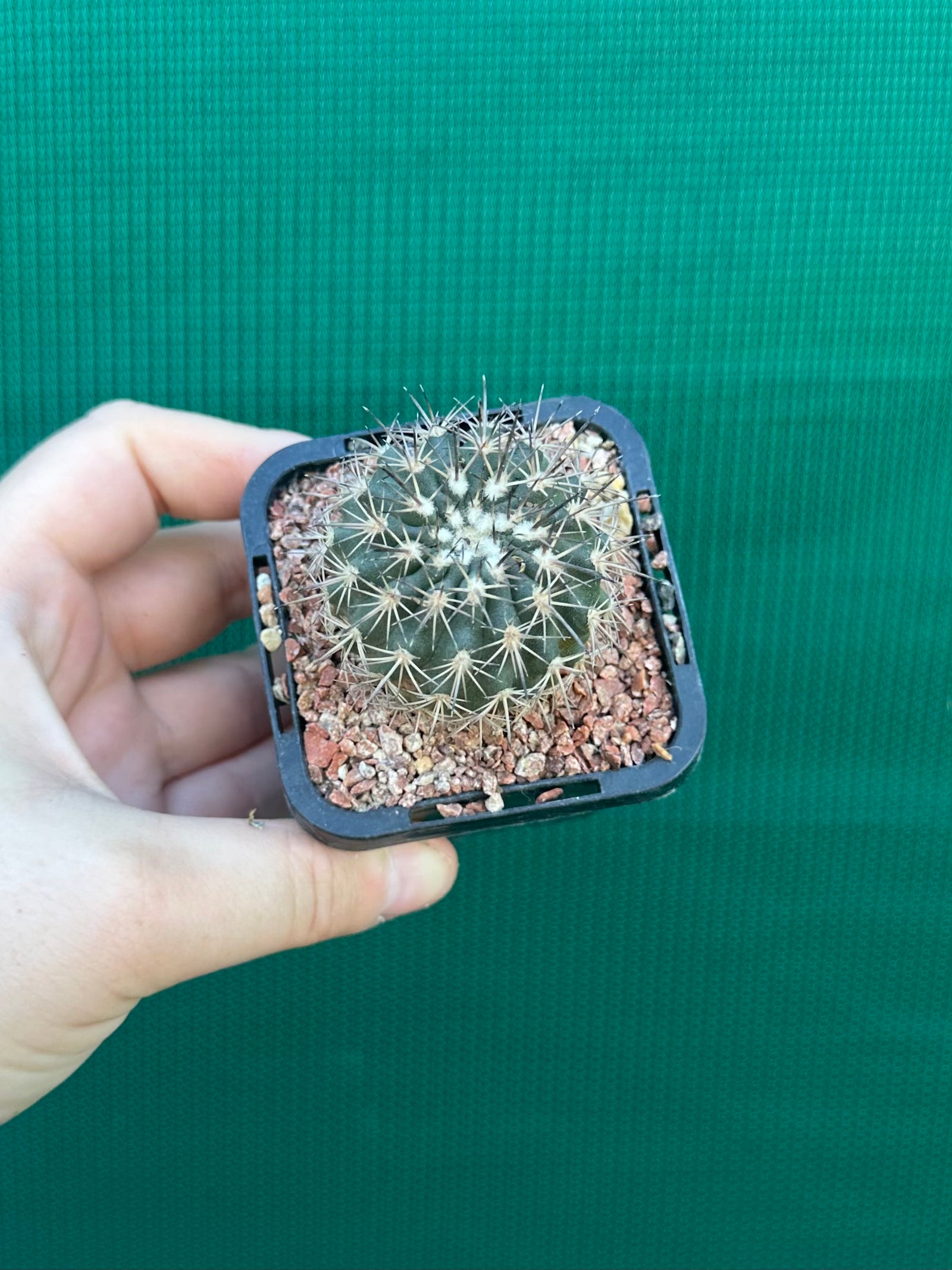 Islaya copiapodioides