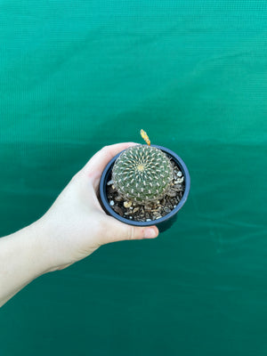 Sulcorebutia arenacea