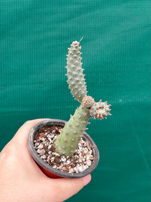 Tephrocactus Articulatus var diadimatus