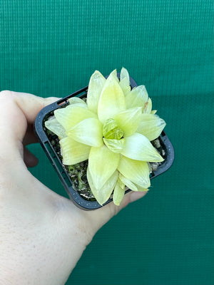 Haworthia xantha ‘Gold’