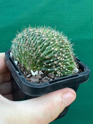 Echinopsis hybrid crest