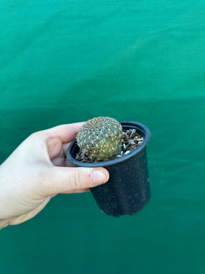 Sulcorebutia arenacea