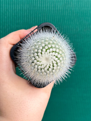 Parodia scopa