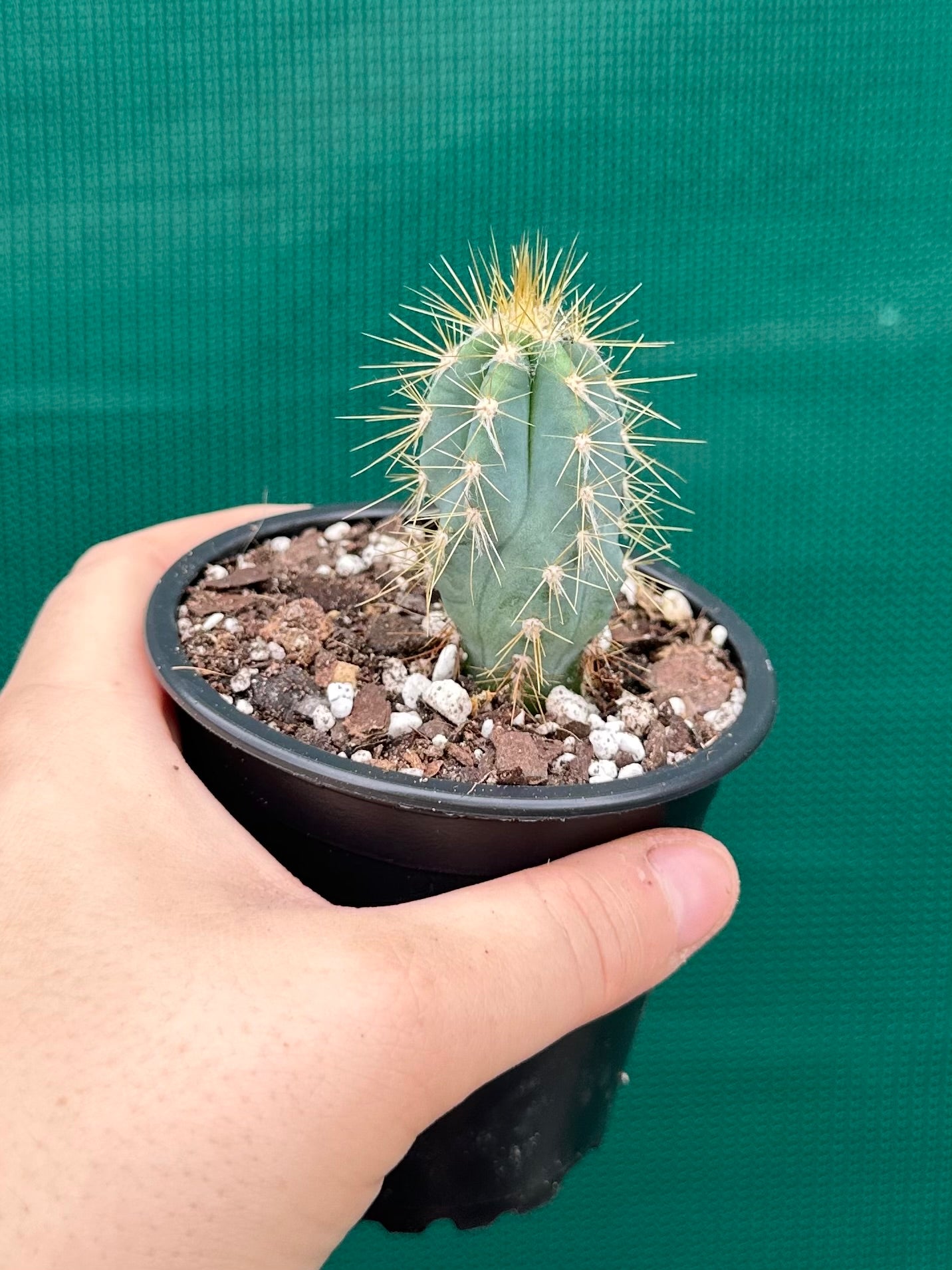 Pilocereus