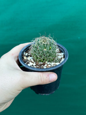 Mammillaria camptotricha