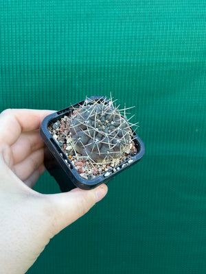 Gymnocalycium keislingii v castenea