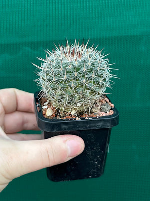 Mammillaria lindsayii