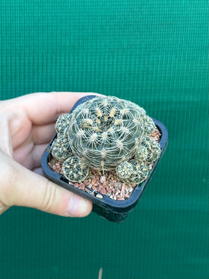 Gymnocalycium bruchii