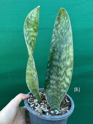 Sansevieria Masoniana ‘Mason’s Congo Paddle’