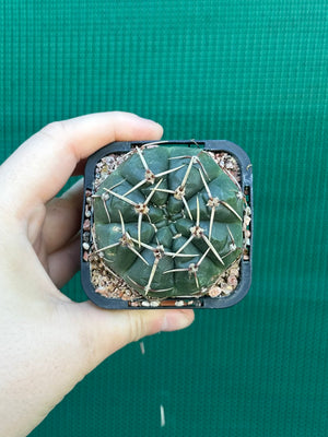 Gymnocalycium guerkeanum