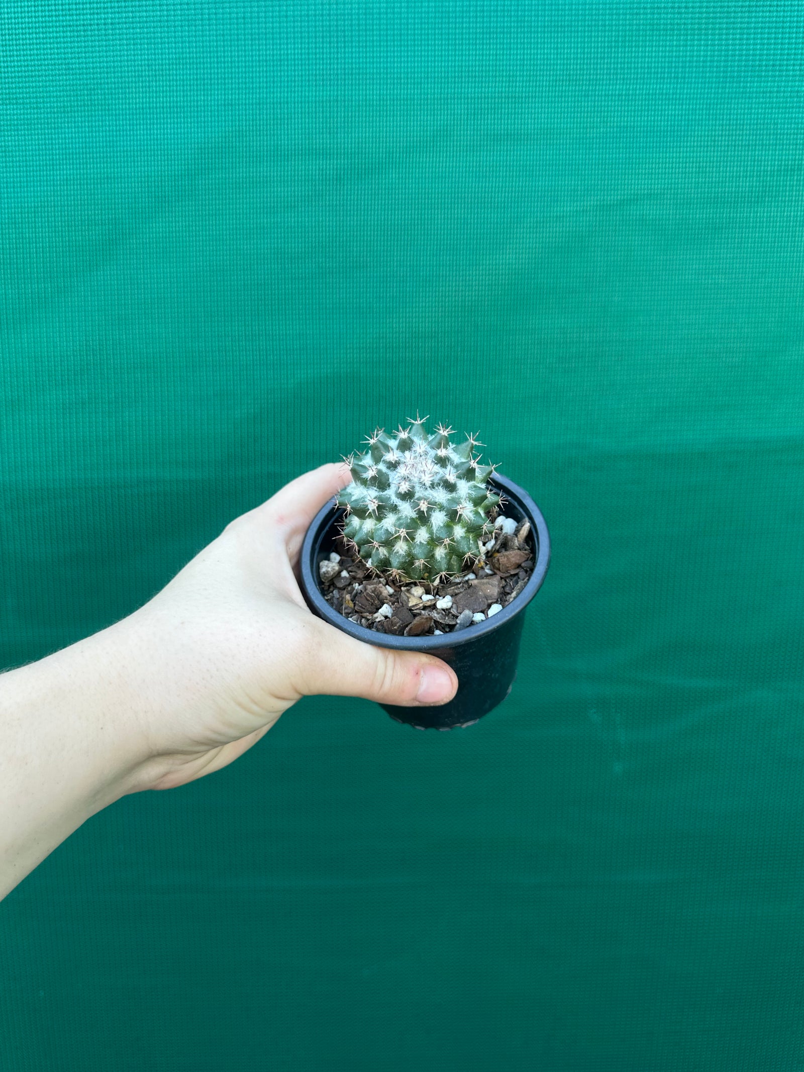 Mammillaria scrippsiana
