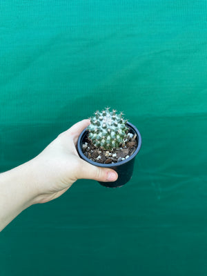 Mammillaria scrippsiana