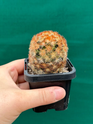 Mammillaria plumosa