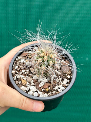 Oreocereus celsianus