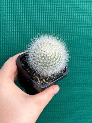 Parodia scopa