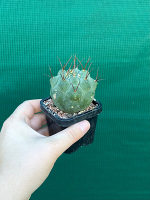Matucana madisonorum