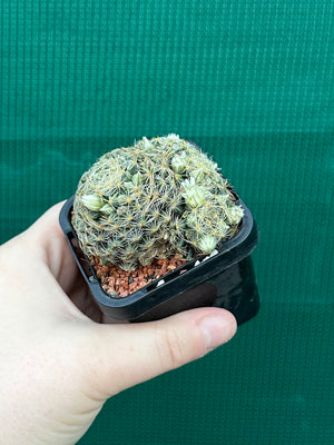Mammillaria dumetorum