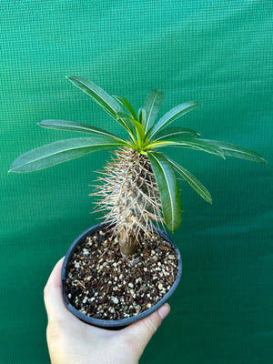 Pachypodium lamerei