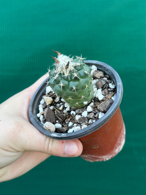 Turbinicarpus lophophoroides