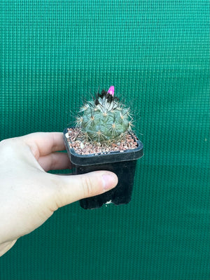 Turbinicarpus viereckii