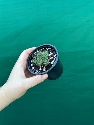 Deuterocohnia brevifolia