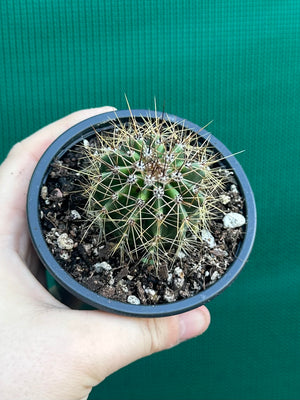 Carnegiea gigantea