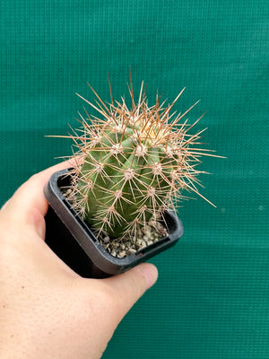 Trichocereus pasacana