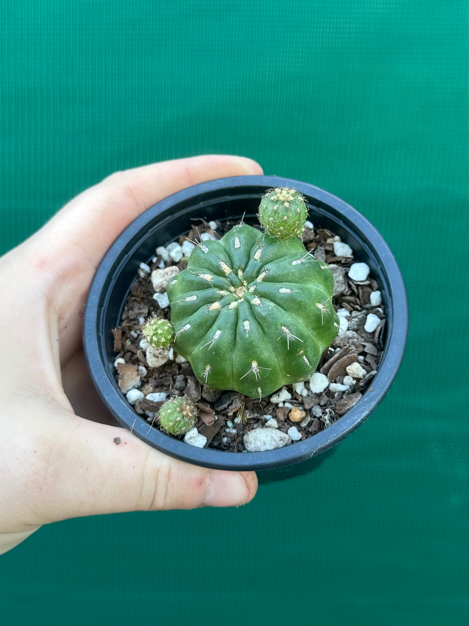 Matucana polzii