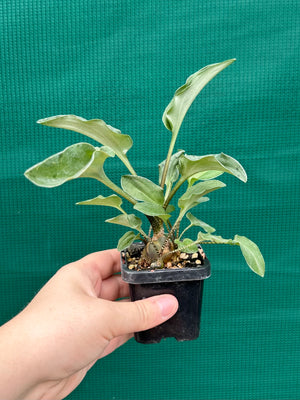 Ledebouria maculatus
