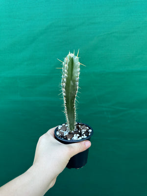 Pilocereus floccosus